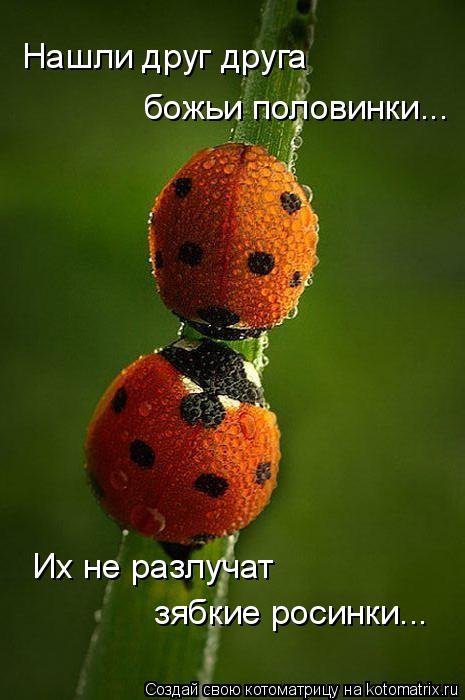 Котоматрица: Нашли друг друга  божьи половинки... Их не разлучат зябкие росинки...