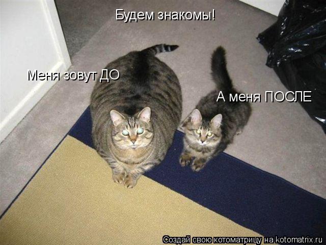Котоматрица: Будем знакомы! Меня зовут ДО А меня ПОСЛЕ