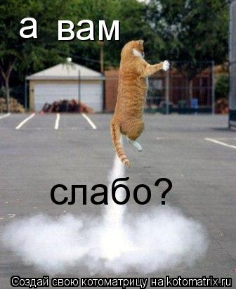 Котоматрица: а вам слабо?