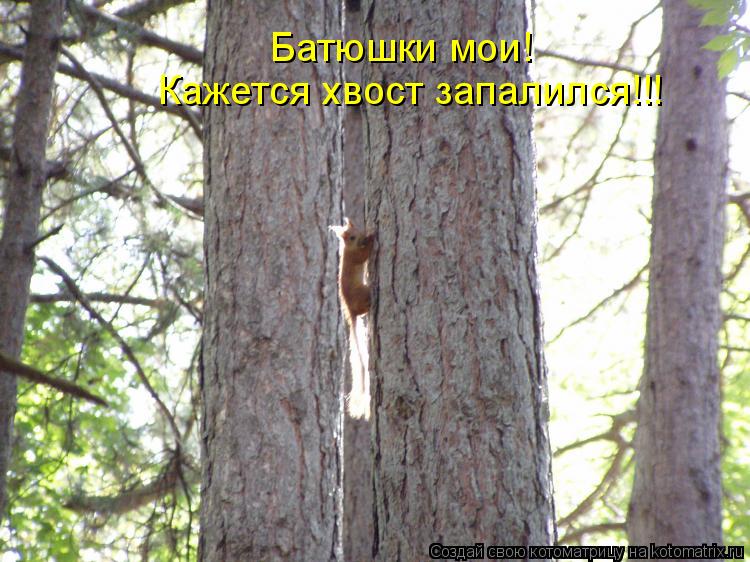 Котоматрица: Батюшки мои! Кажется хвост запалился!!!