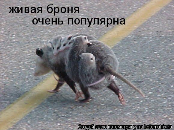 Котоматрица: живая броня очень популярна