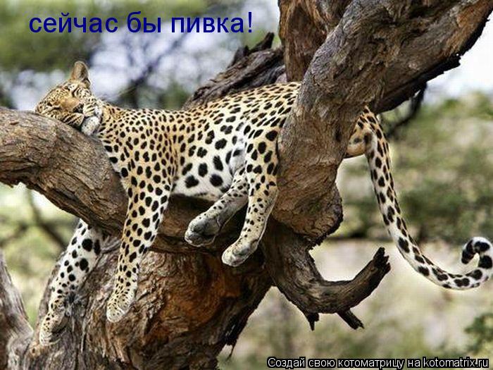 Котоматрица: сейчас бы пивка!