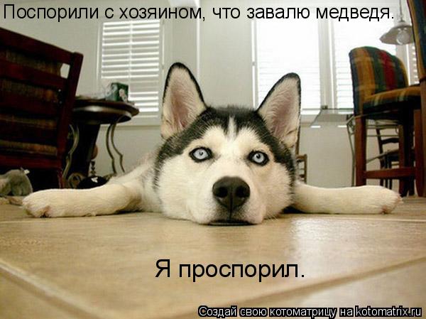 Котоматрица: Поспорили с хозяином, что завалю медведя.  Я проспорил.