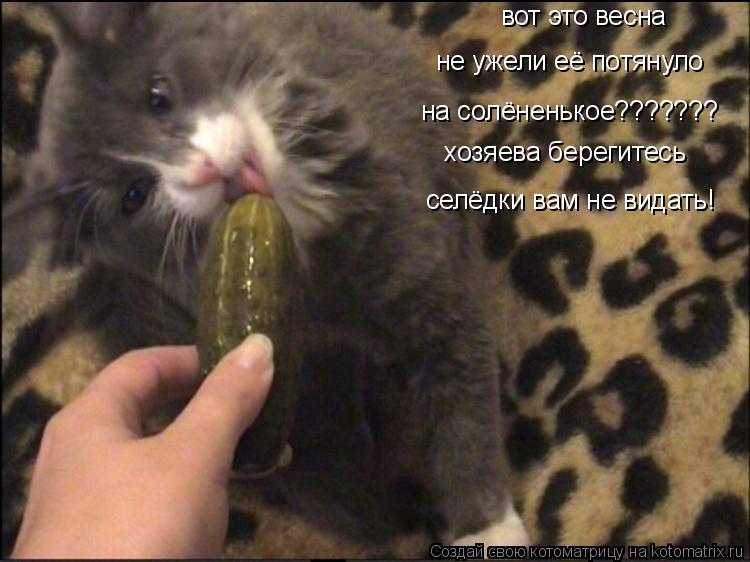 Котоматрица: вот это весна не ужели её потянуло  на солёненькое??????? хозяева берегитесь селёдки вам не видать!