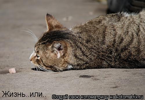 Котоматрица: Жизнь..или..
