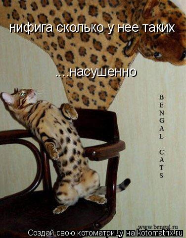 Котоматрица: нифига сколько у нее таких  ....насушенно