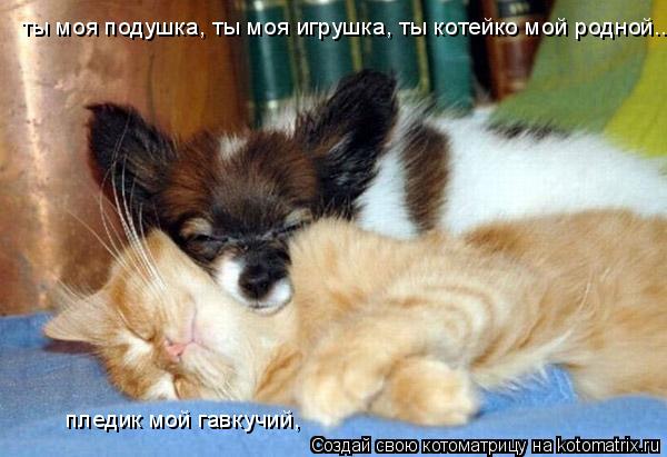 Котоматрица: ты моя подушка, ты моя игрушка, ты котейко мой родной... пледик мой гавкучий,
