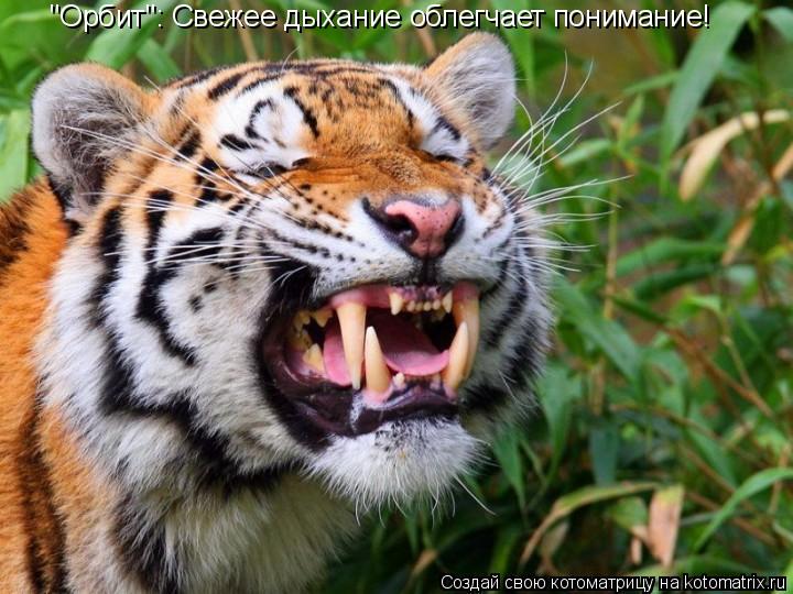 Котоматрица: "Орбит": Свежее дыхание облегчает понимание!