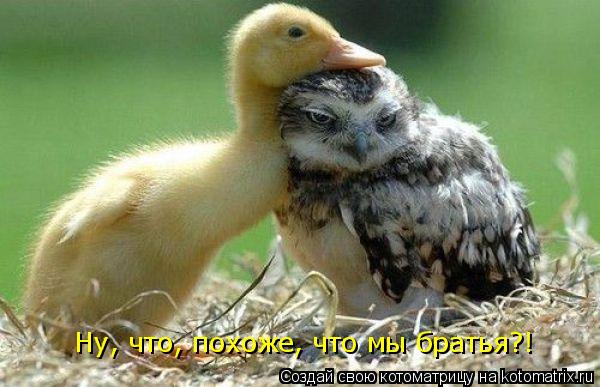 Ну, что, похоже, что мы братья?!... Котоматрица: Ну, что, похоже, что мы братья?!