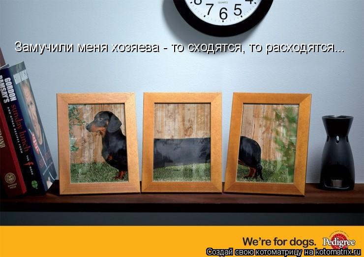 Котоматрица: Замучили меня хозяева - то сходятся, то расходятся...