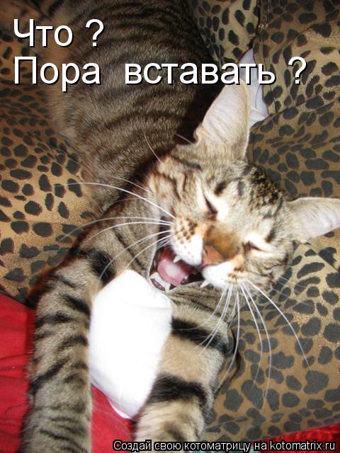 Что ? Пора вставать ?... Котоматрица: Что ? Пора вставать ?
