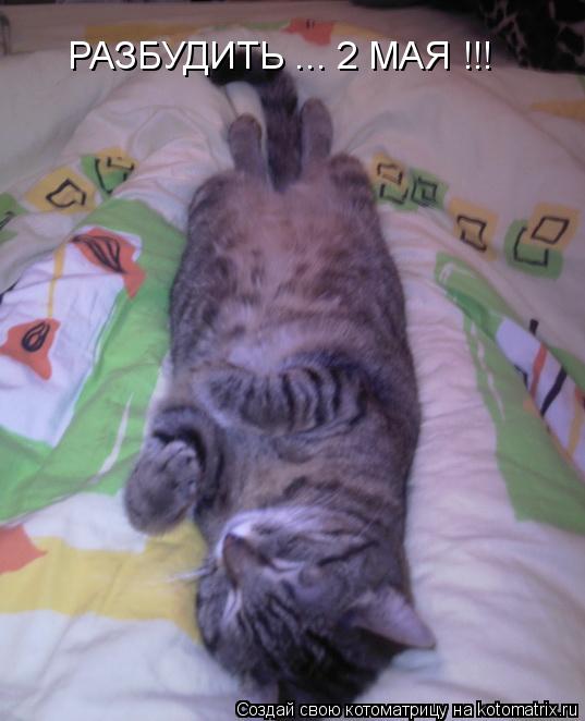 РАЗБУДИТЬ ... 2 МАЯ !!!... Котоматрица: РАЗБУДИТЬ ... 2 МАЯ !!!