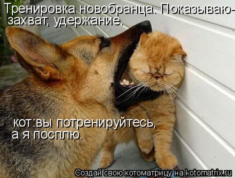 захват, удержание. Тренировка новобранца. Показываю- кот:вы потренируйтесь, а я посплю.... Котоматрица: захват, удержание. Тренировка новобранца. Показываю- кот:вы потренируйтесь, а я посплю.