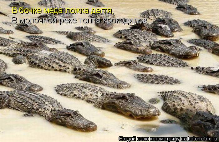 В бочке меда ложка дегтя, В молочной реке толпа крокодилов...... Котоматрица: В бочке меда ложка дегтя, В молочной реке толпа крокодилов...