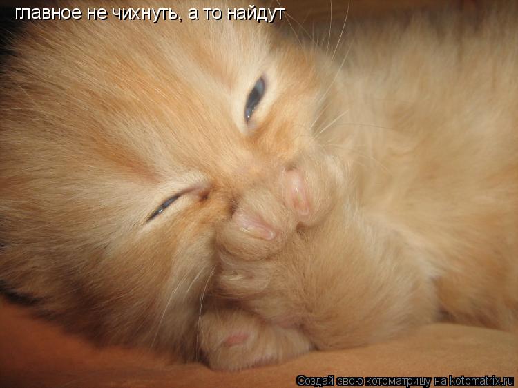 главное не чихнуть, а то найдут... Котоматрица: главное не чихнуть, а то найдут