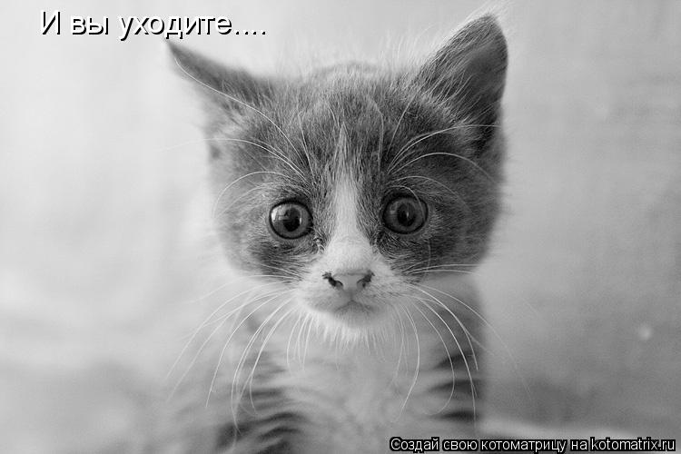 И вы уходите....... Котоматрица: И вы уходите....