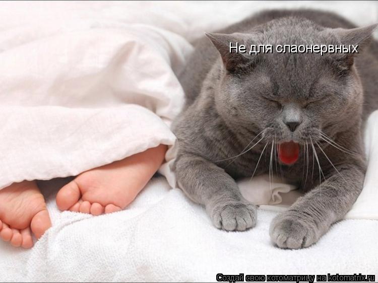 Не для слаонервных... Котоматрица: Не для слаонервных