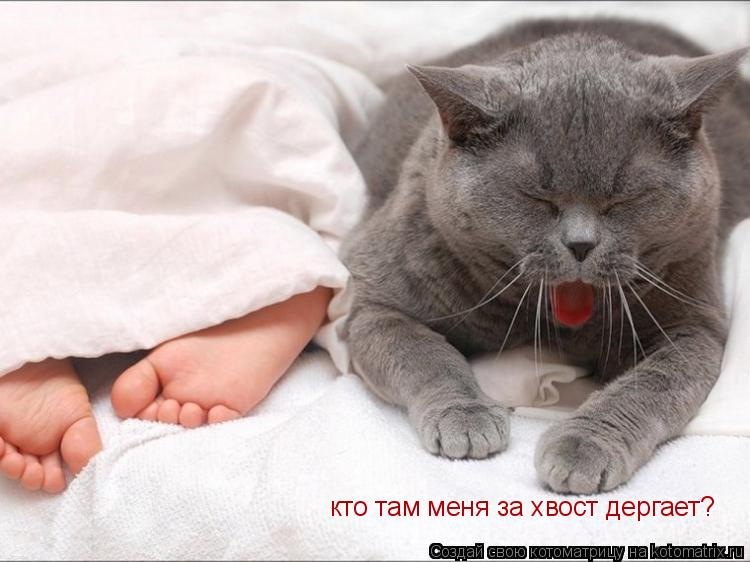 Котоматрица: кто там меня за хвост дергает?