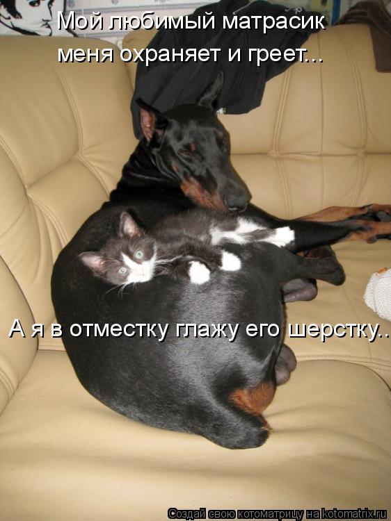 Котоматрица: Мой любимый матрасик меня охраняет и греет... А я в отместку глажу его шерстку....