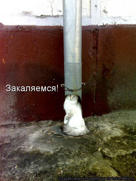 Котоматрица: Закаляемся!