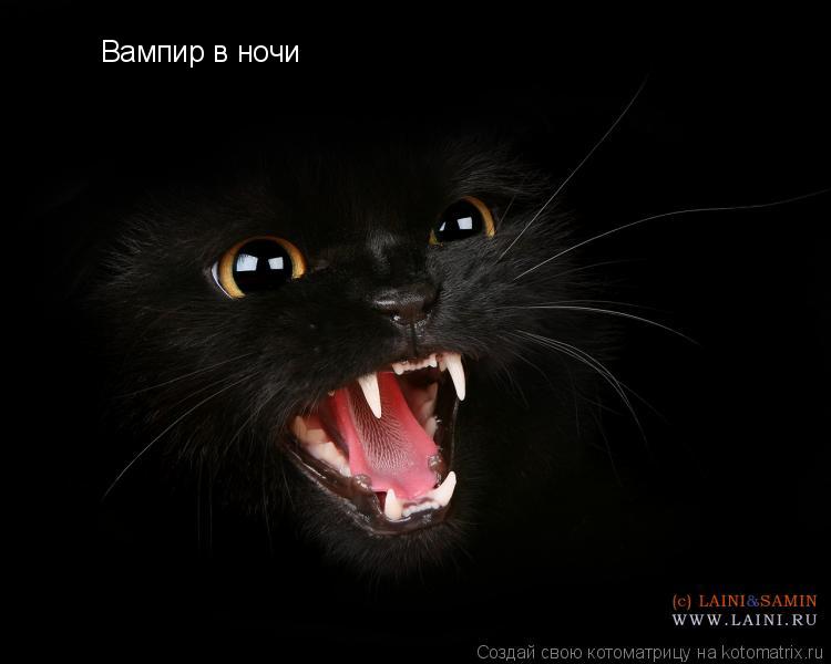 Вампир в ночи... Котоматрица: Вампир в ночи