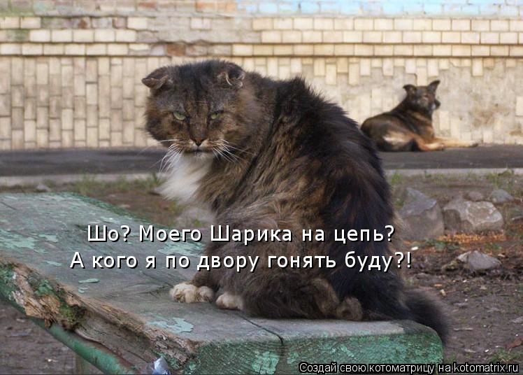 Шо? Моего Шарика на цепь? А кого я по двору гонять буду?!... Котоматрица: Шо? Моего Шарика на цепь? А кого я по двору гонять буду?!