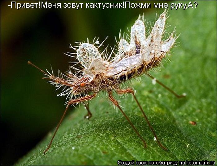 -Привет!Меня зовут кактусник!Пожми мне руку,А?... Котоматрица: -Привет!Меня зовут кактусник!Пожми мне руку,А?