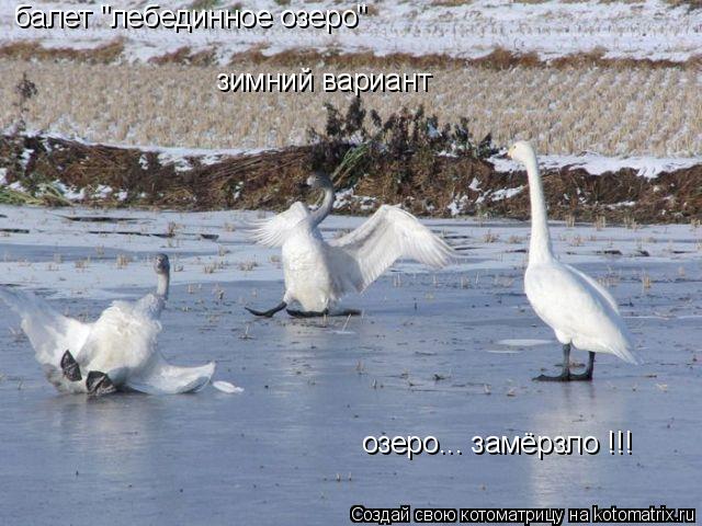 балет "лебединное озеро" зимний вариант озеро... замёрзло !!!... Котоматрица: балет "лебединное озеро" зимний вариант озеро... замёрзло !!!