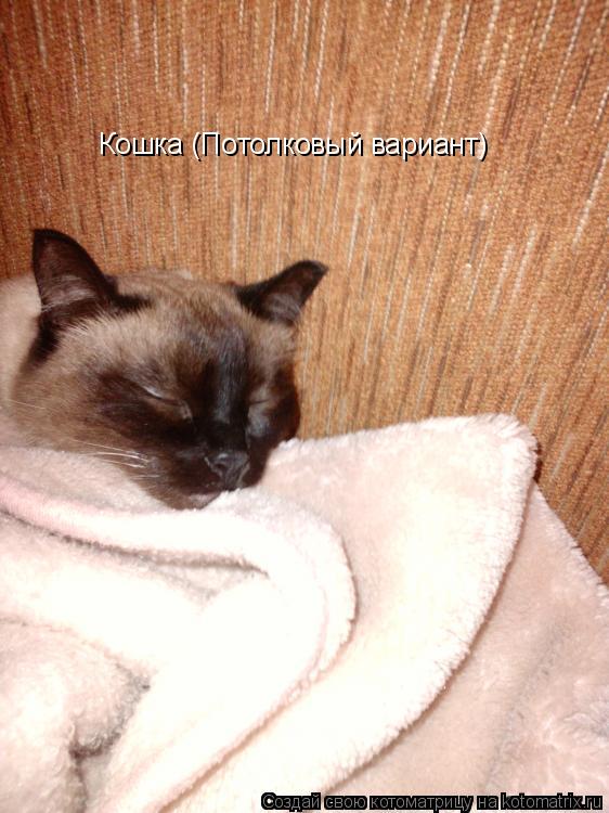 Кошка (Потолковый вариант)... Котоматрица: Кошка (Потолковый вариант)