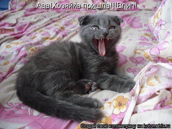 Ааа!Хозяйка пришла!!!Влип!... Котоматрица: Ааа!Хозяйка пришла!!!Влип!