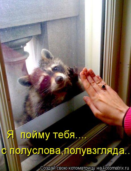 Я пойму тебя.... с полуслова,полувзгляда..... Котоматрица: Я пойму тебя.... с полуслова,полувзгляда..