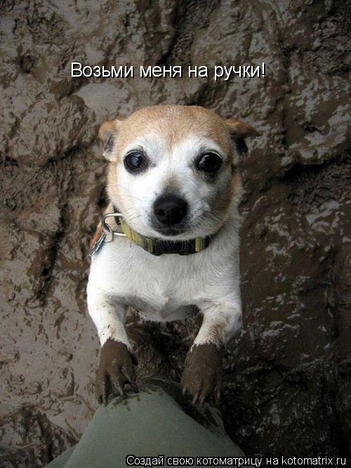 Возьми меня на ручки!... Котоматрица: Возьми меня на ручки!