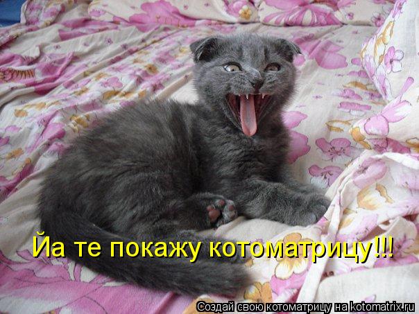 Йа те покажу котоматрицу!!!... Котоматрица: Йа те покажу котоматрицу!!!