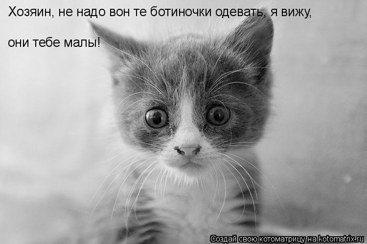 Хозяин, не надо вон те ботиночки одевать, я вижу, они тебе малы!... Котоматрица: Хозяин, не надо вон те ботиночки одевать, я вижу, они тебе малы!