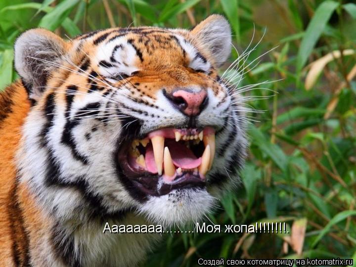 Аааааааа.........Моя жопа!!!!!!!!.... Котоматрица: Аааааааа.........Моя жопа!!!!!!!!.