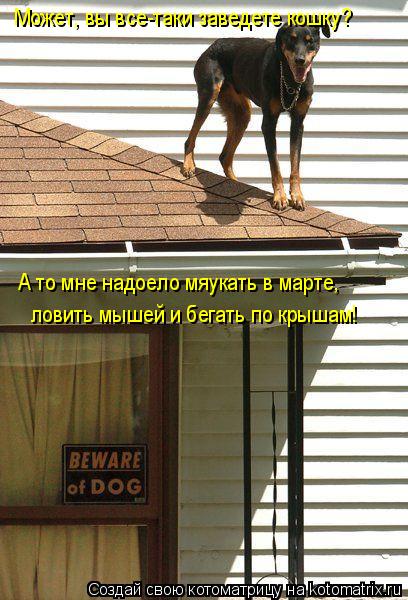 Может, вы все-таки заведете кошку? А то мне надоело мяукать в марте, ловить мышей и бегать по крышам... Котоматрица: Может, вы все-таки заведете кошку? А то мне надоело мяукать в марте, ловить мышей и бегать по крышам!