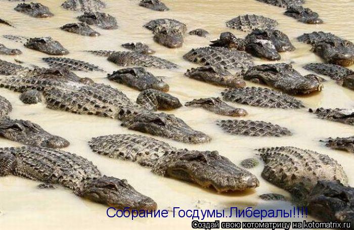 Собрание Госдумы.Либералы!!!!... Котоматрица: Собрание Госдумы.Либералы!!!!