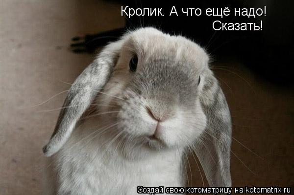 Кролик. А что ещё надо! Сказать!... Котоматрица: Кролик. А что ещё надо! Сказать!