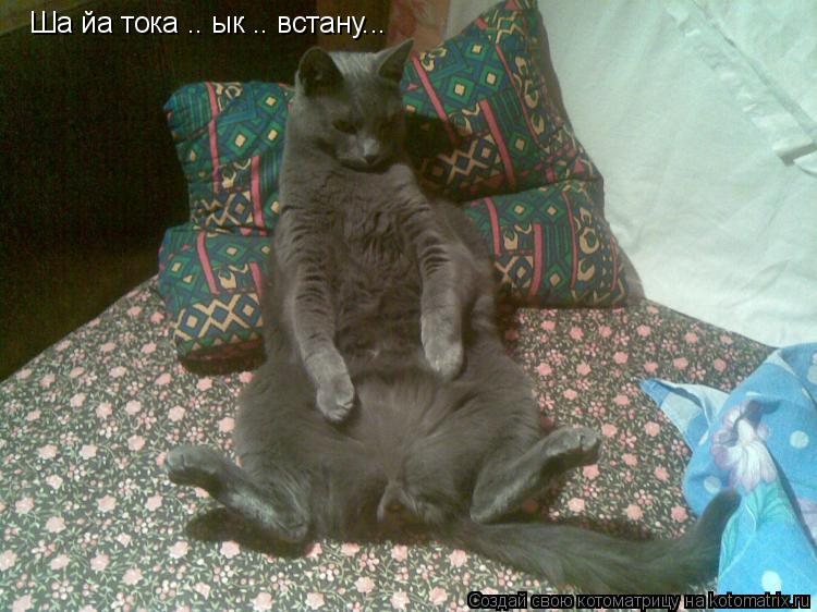 Ша йа тока .. ык .. встану...... Котоматрица: Ша йа тока .. ык .. встану...