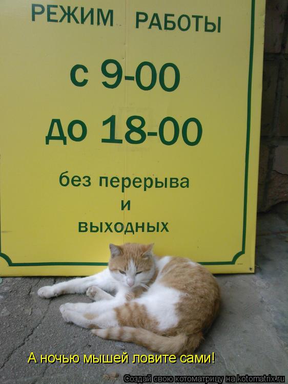А ночью мышей ловите сами!... Котоматрица: А ночью мышей ловите сами!