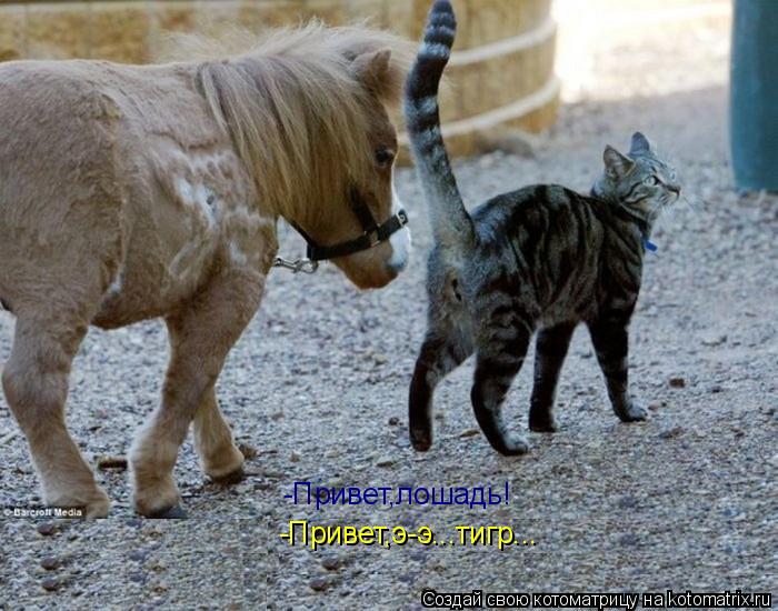 - -Привет,лошадь! -Привет,э-э...тигр...... Котоматрица: - -Привет,лошадь! -Привет,э-э...тигр...