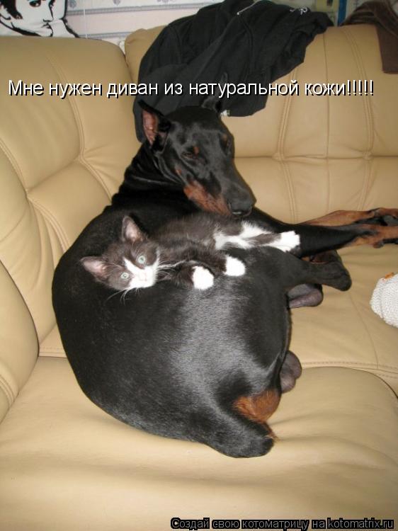 Мне нужен диван из натуральной кожи!!!!!... Котоматрица: Мне нужен диван из натуральной кожи!!!!!
