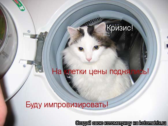 Кризис! На клетки цены поднялись! Буду импровизировать!... Котоматрица: Кризис! На клетки цены поднялись! Буду импровизировать!