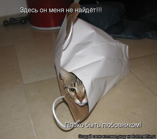 Здесь он меня не найдёт!!! Плохо быть любовником!... Котоматрица: Здесь он меня не найдёт!!! Плохо быть любовником!