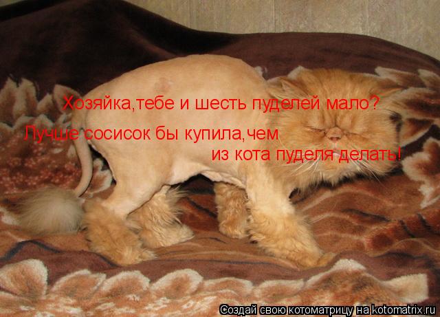 Хозяйка,тебе и шесть пуделей мало? Лучше сосисок бы купила,чем из кота пуделя делать!... Котоматрица: Хозяйка,тебе и шесть пуделей мало? Лучше сосисок бы купила,чем из кота пуделя делать!