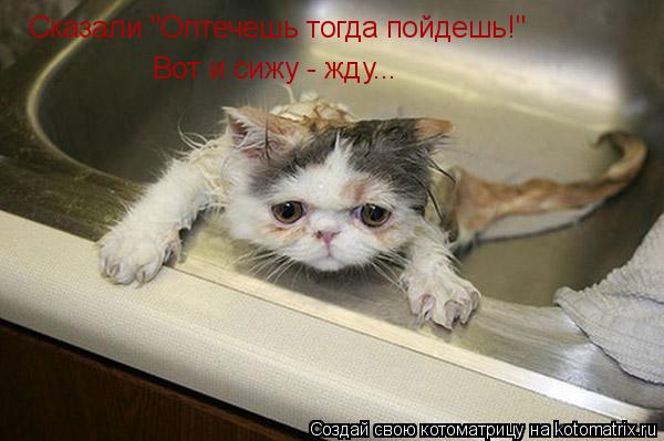 Сказали "Оптечешь тогда пойдешь!" Вот и сижу - жду...... Котоматрица: Сказали "Оптечешь тогда пойдешь!" Вот и сижу - жду...