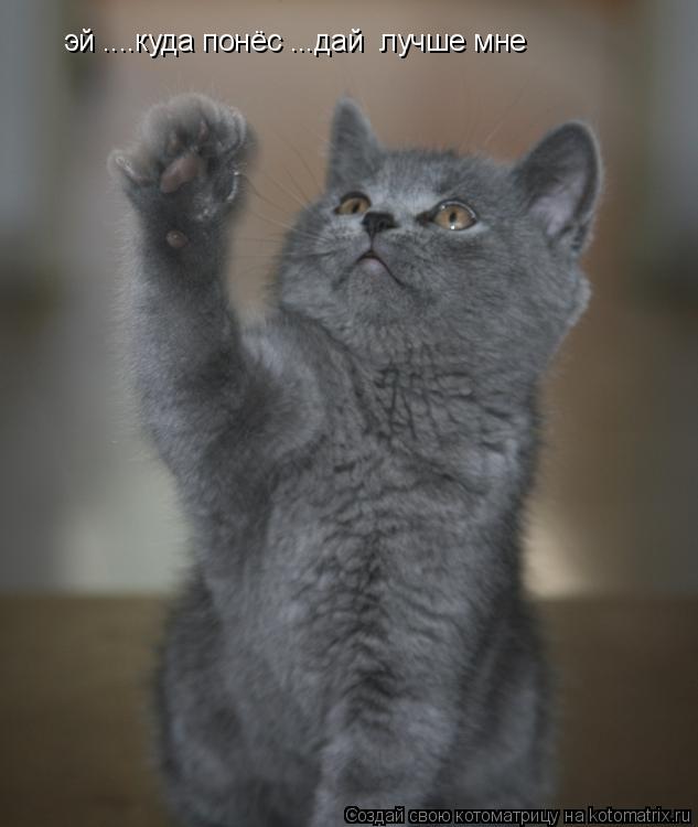 эй ....куда понёс ...дай лучше мне... Котоматрица: эй ....куда понёс ...дай лучше мне