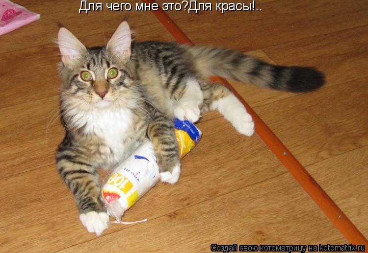 Для чего мне это?Для красы!..... Котоматрица: Для чего мне это?Для красы!..