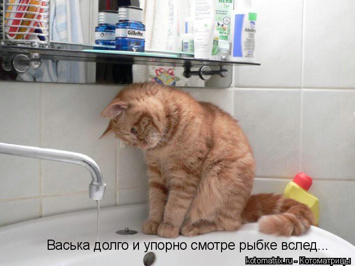 Васька долго и упорно смотре рыбке вслед...... Котоматрица: Васька долго и упорно смотре рыбке вслед...
