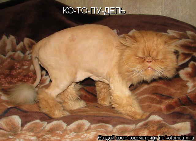КО-ТО-ПУ-ДЕЛЬ... Котоматрица: КО-ТО-ПУ-ДЕЛЬ